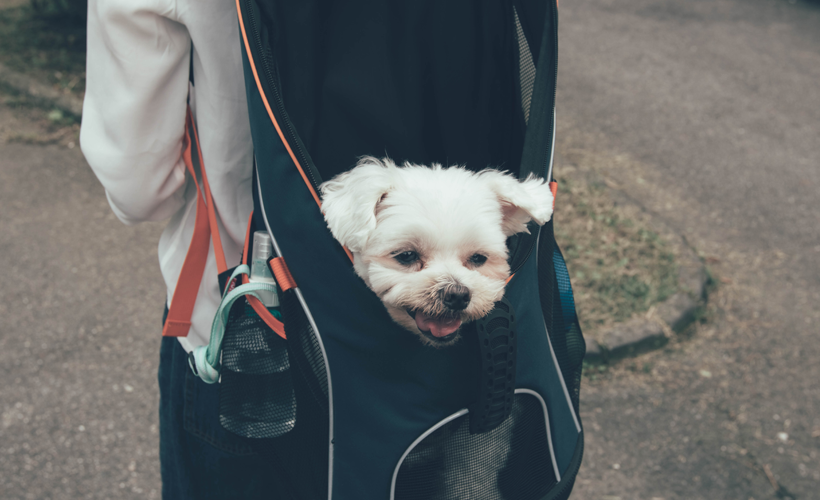 Dog Carrier Backpack