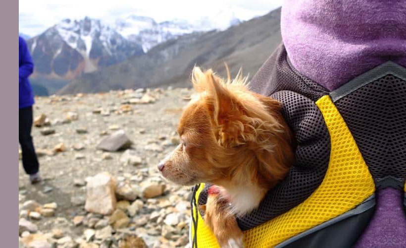 How Much Can a Dog Carry in a Backpack?