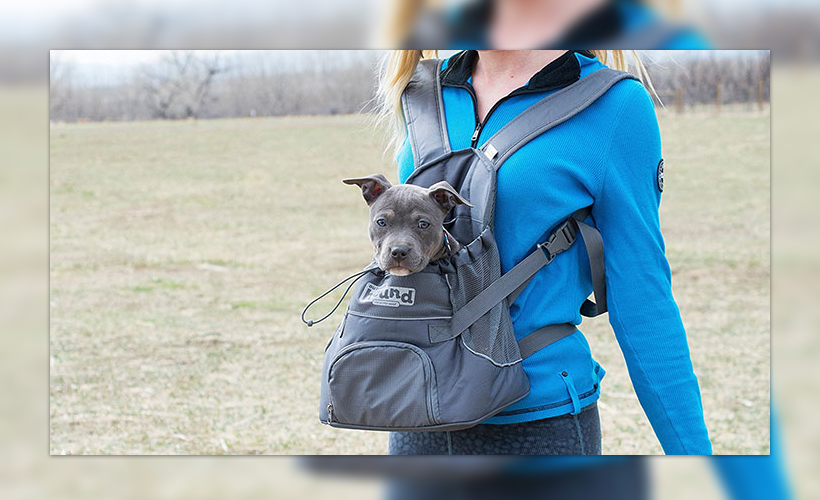 How Much Weight Can a Dog Carry in Backpack?
